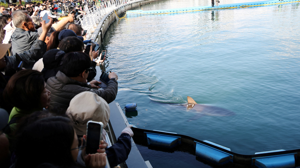 Shark nicknamed 'Bukangi' returns to sea off South Korea after third rescue attempt 