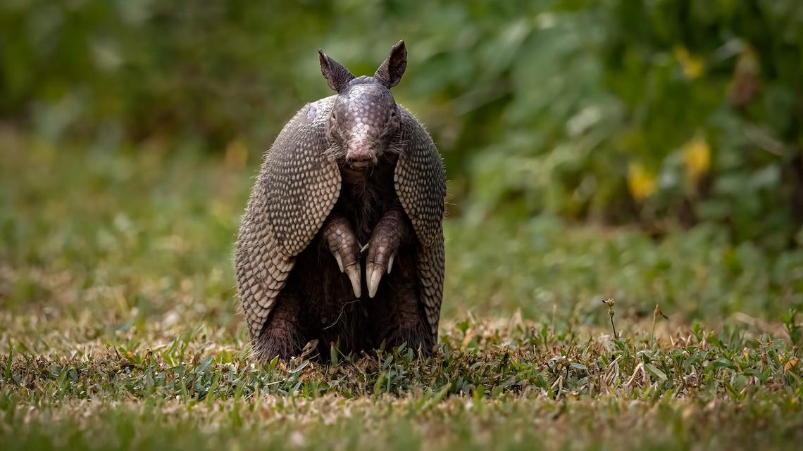 Armadillo's Surprise Encounter With the Neighborhood Cat Couldn't Be Sweeter 