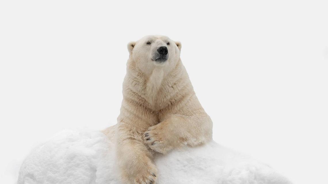 Polar Bear Enjoying Ice Bath Sparks Debate About Animal Welfare 