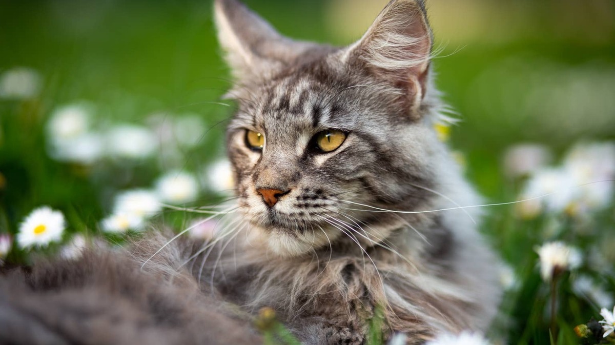 Maine Coon cat in daisies. 
