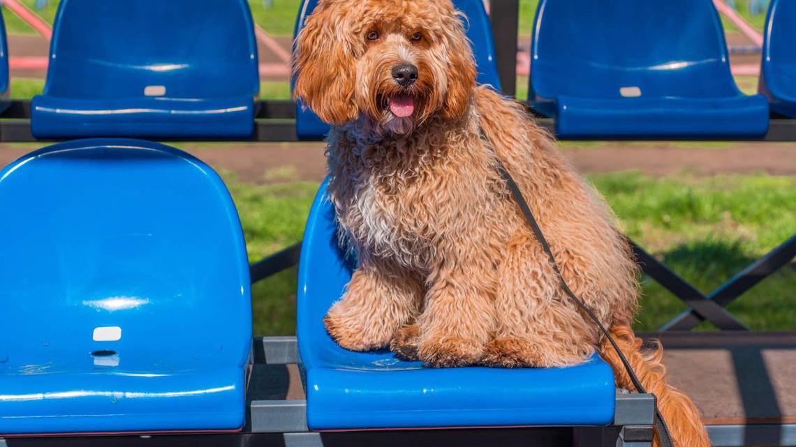 Doodle sitting in a stadium seat.
