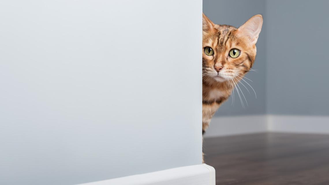 Cat Is Absolutely Horrified While Going Through a Car Wash for the First Time 