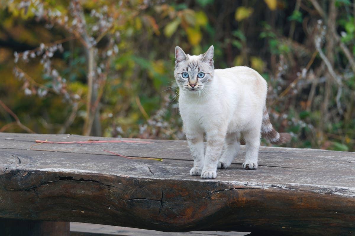  A rare cat breed with blue eyes.