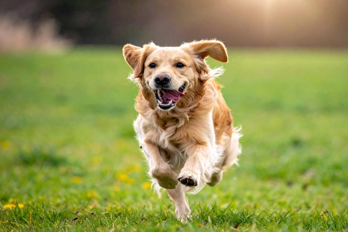  Golden Retriever running through a field.