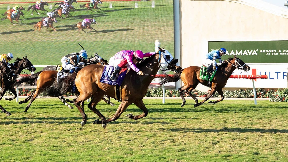 Motorious Aims For Fourth Straight Green Flash Handicap Title 