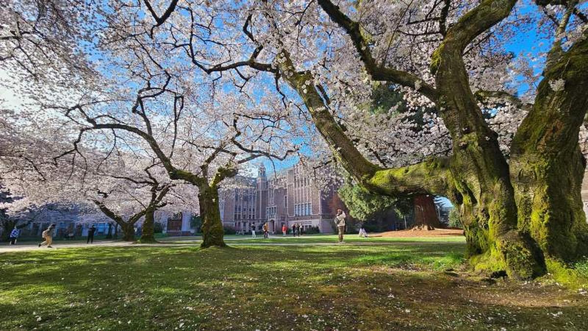  Standing under the Cherry Blossom trees at the University of Washington Quad. Photo credit: Phylicia Stitzel 