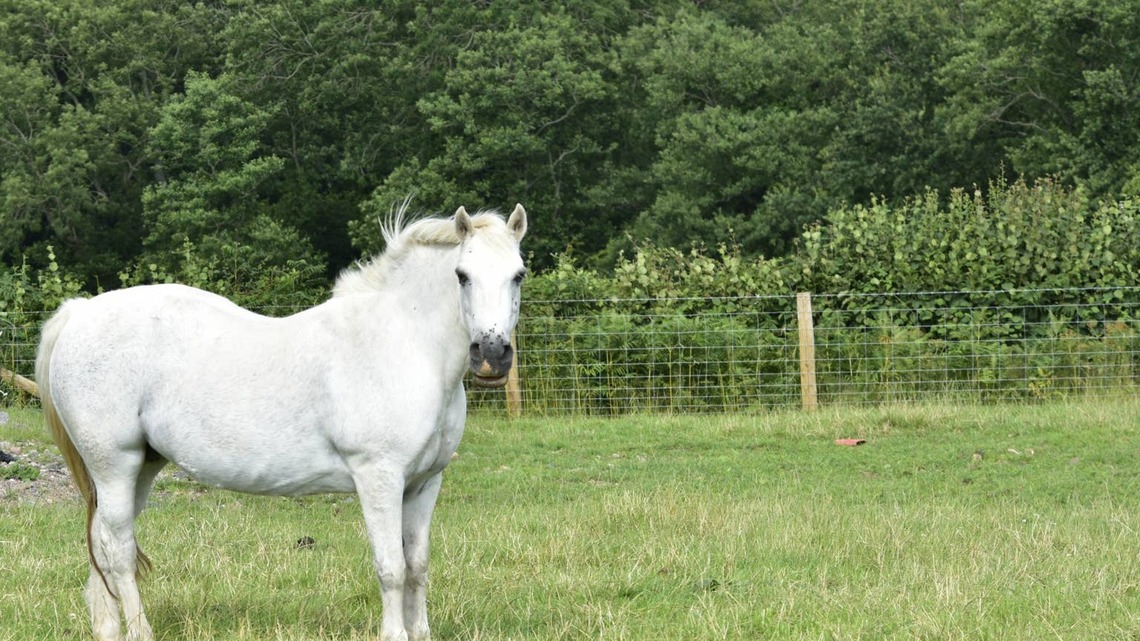 2 White Horses Had a Foal-and Nobody Expected Him to Look Like This 