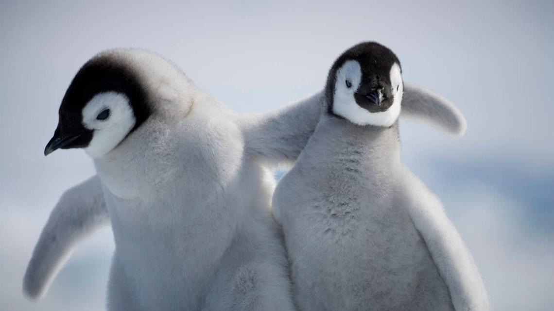 Emperor Penguins Now Endangered and Population Could Halve in 50 Years 