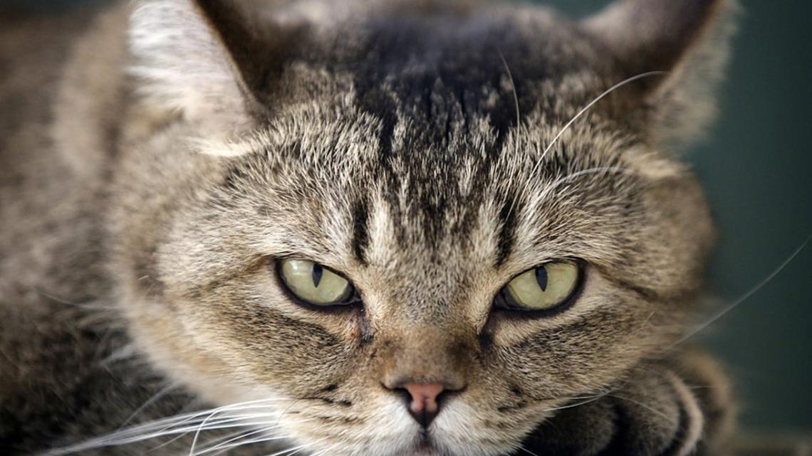 7 Signs Your Cat Might Be Mad at You, According to Vets
