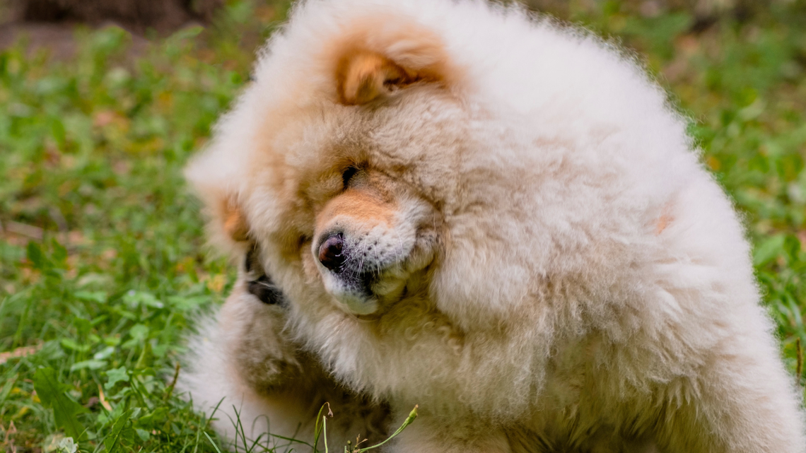 Fluffy Chow Chow's Energy Levels Are All Over the Place and It's So Funny 