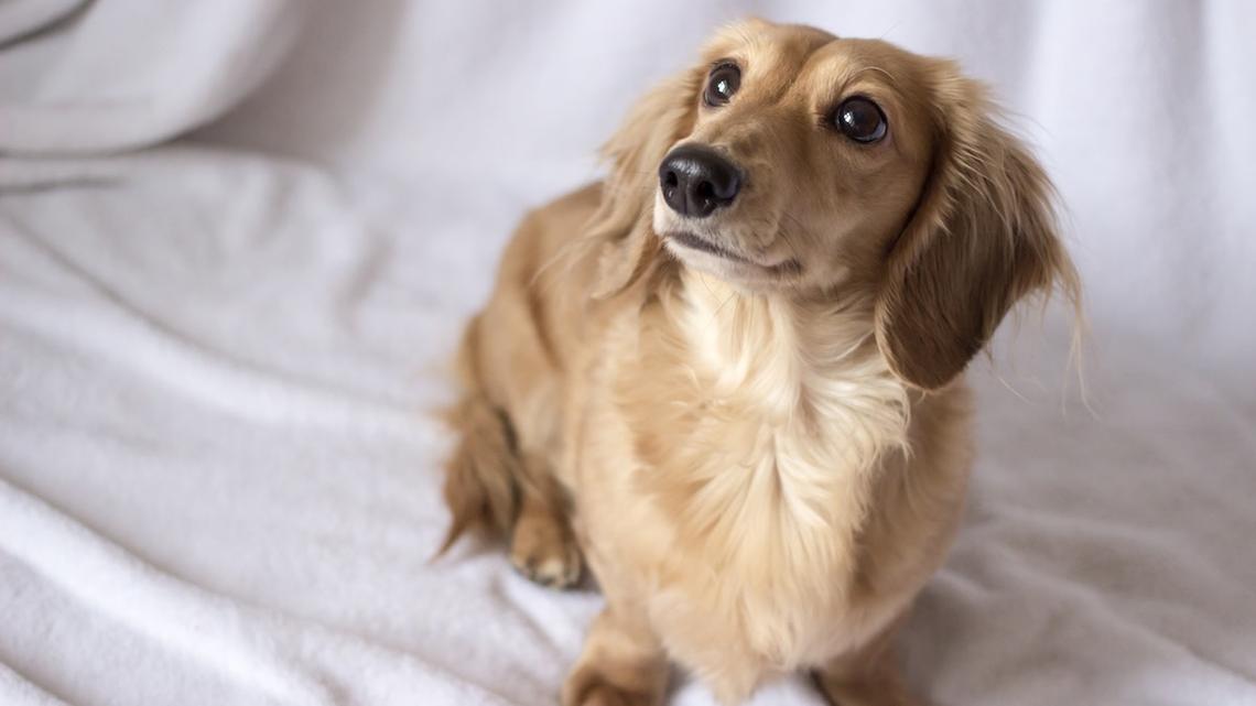 Cream Longhaired Dachshund Puppy Getting Nose Boops Is a Precious Angel 
