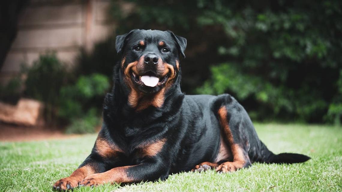These Dog Parents Had Their Rottweiler Choose Between the Two, and It Was a Landslide 