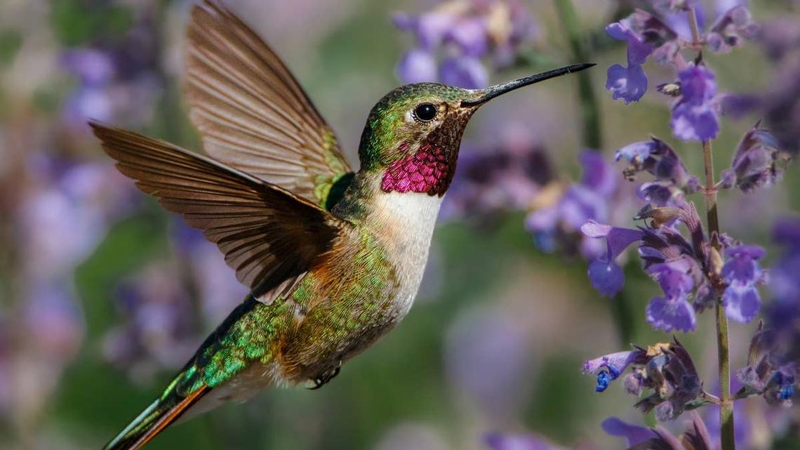 5 Flowers Hummingbirds Avoid 