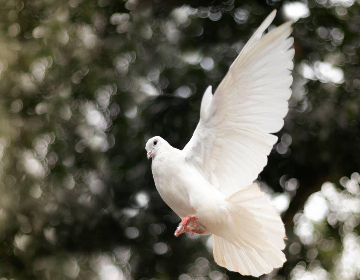  A calm and stunning dove flying.