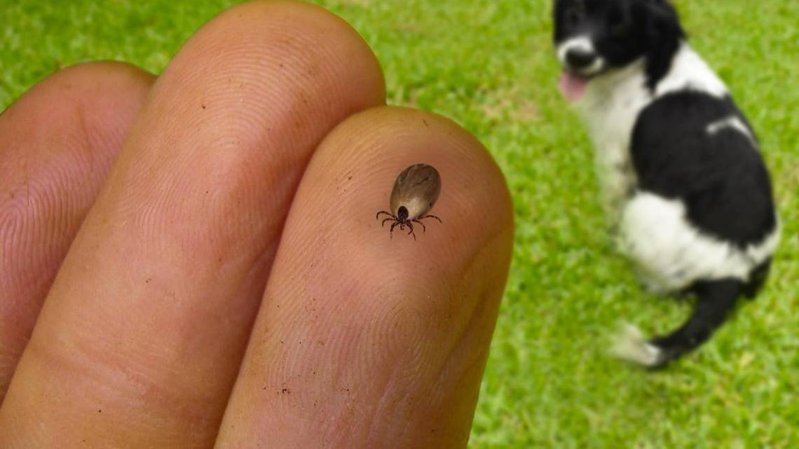 Tick on human finger against dog sitting in grass.