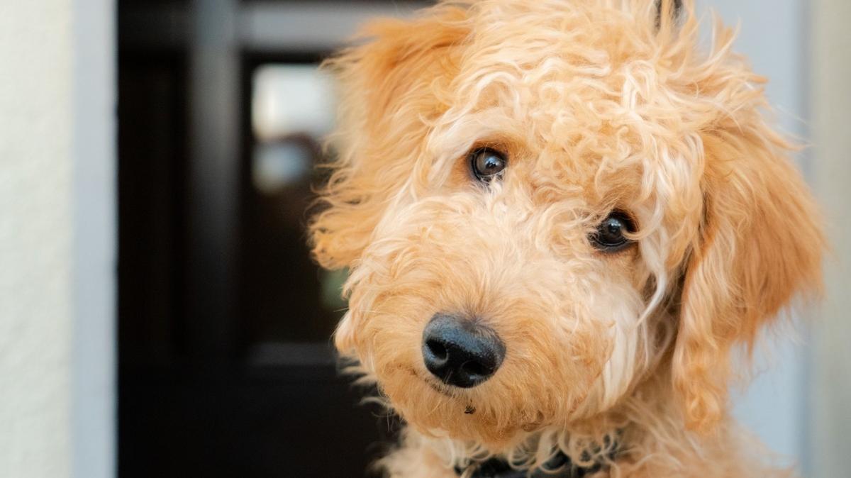 Labradoodle looking at camera.