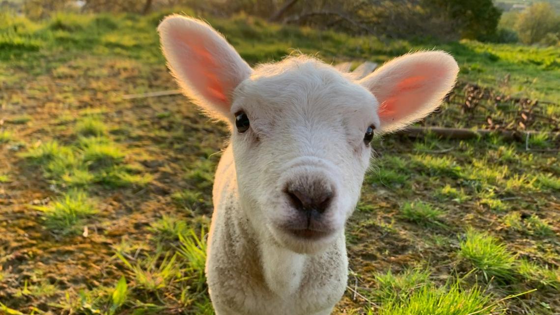 Baby Lamb Thinks She's a Dog and Bonds With the Pack 