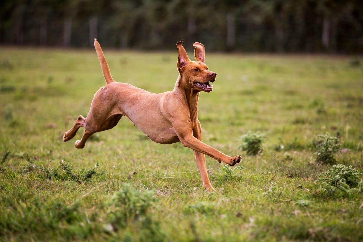  A dog running when it hears a word it recognizes.