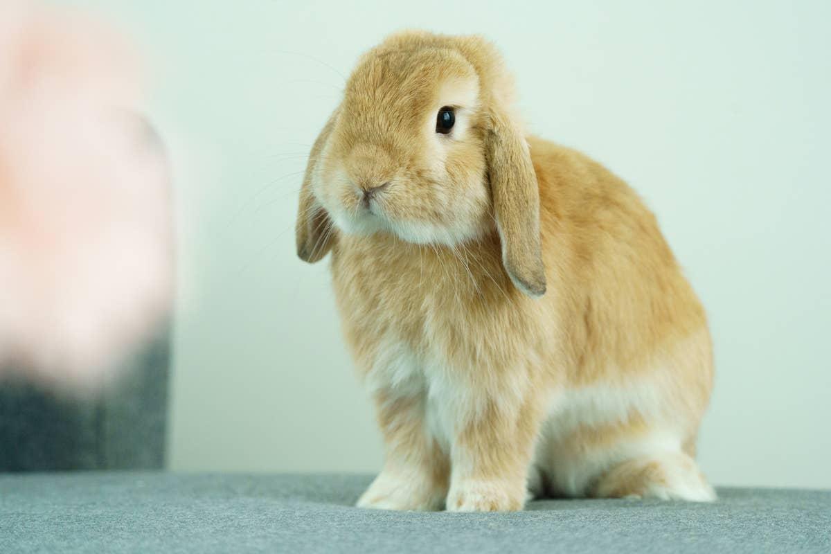  A good pet rabbit breed for new owners.