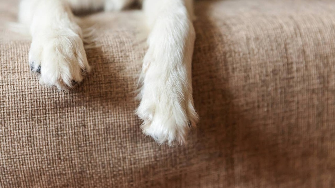 This Tiny Dog Breed Looks Like a Little Butterfly with Paws 