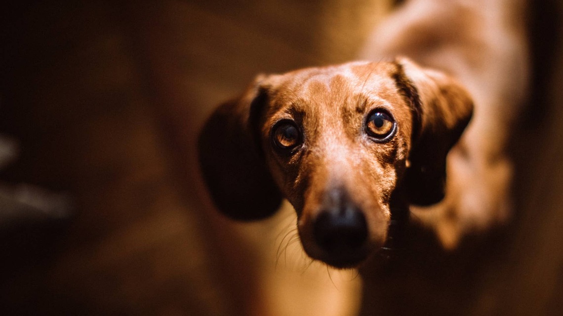 Dachshund Survives a Copperhead Bite, but the Vet's Wall Art Feels Personal