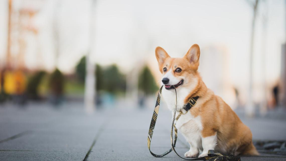 Precious Corgi ‘Walks Her Humans' and It's Too Cute 