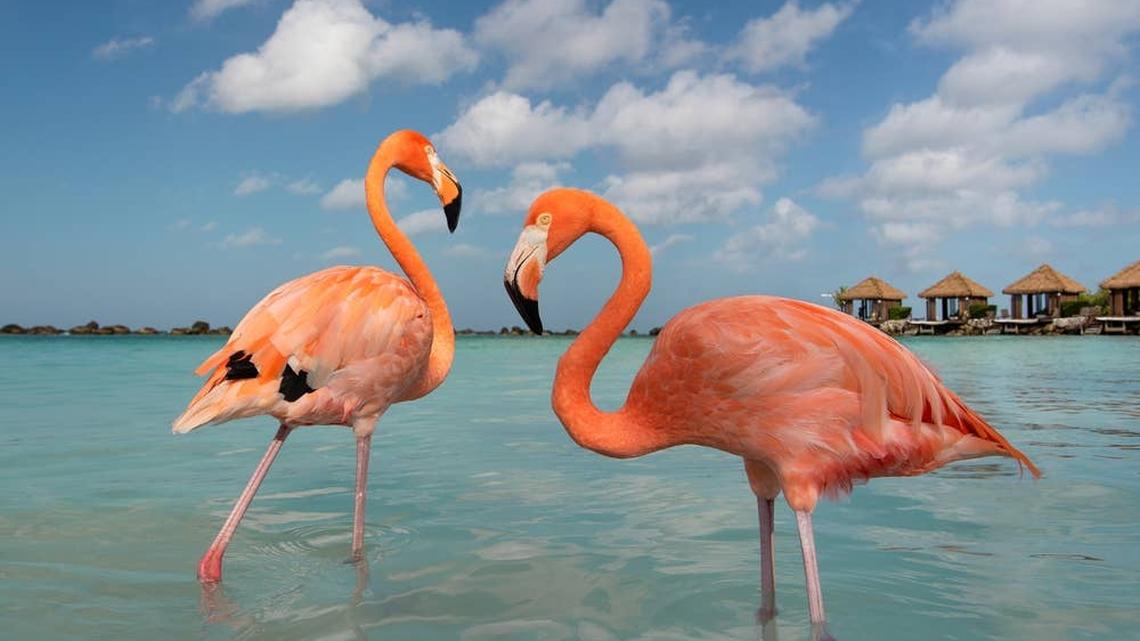 A Flamingo Spotted These Hungry Ducklings and Immediately Stepped Into 'Mom Mode' 