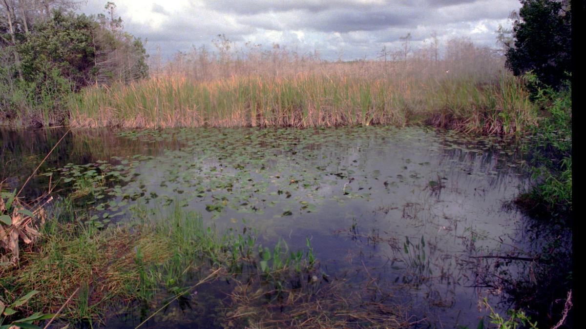Storm clouds form over the Florida Everglades in 2021. 