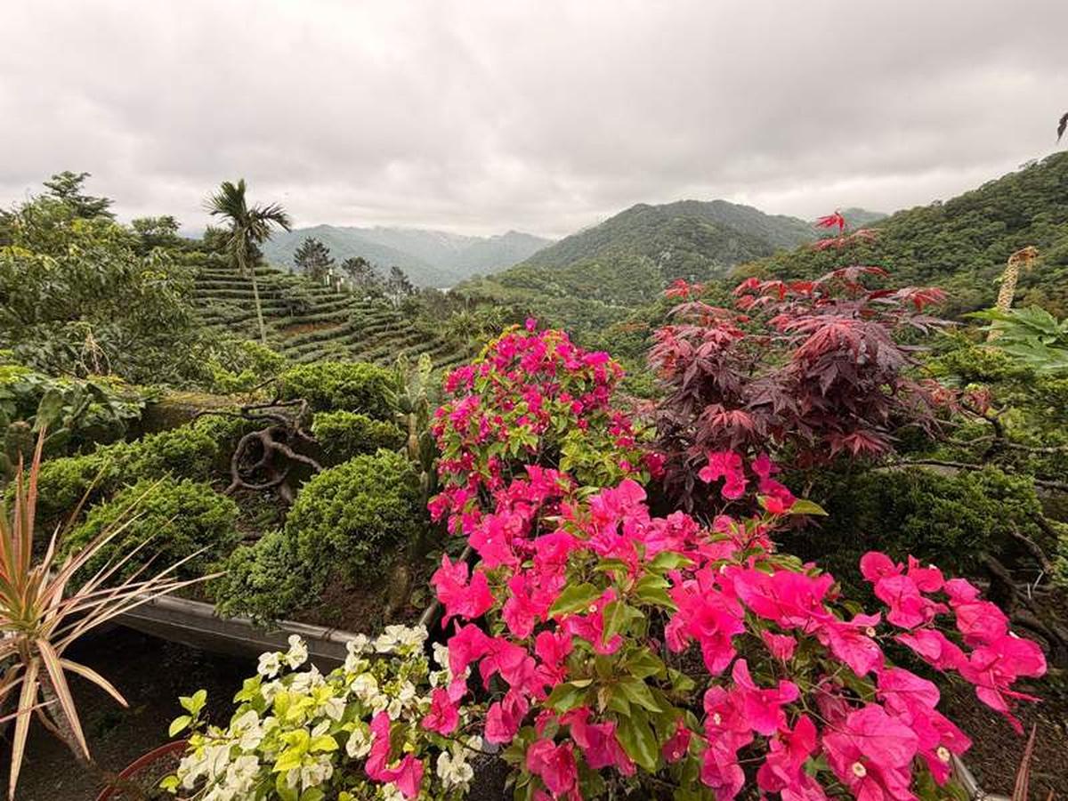  Bagua Tea Plantation with views of Thousand Island Lake in the distance. Photo credit: Marguerite "Peggy" Cleveland 