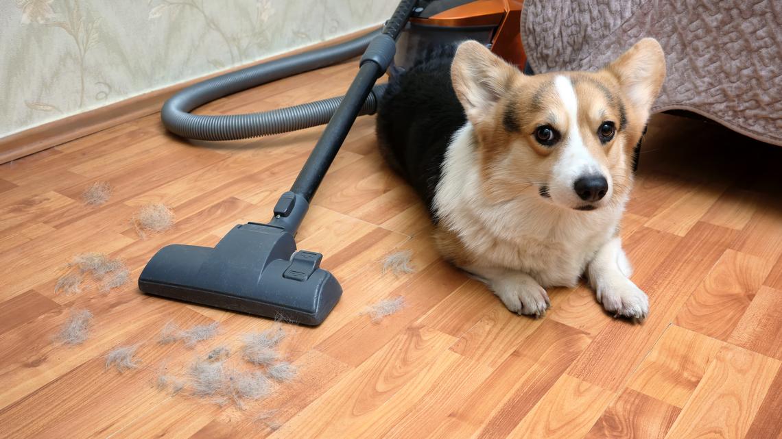 Pet Parents Say This Cordless Vacuum Works Wonders-And It's Half Off on Amazon! 