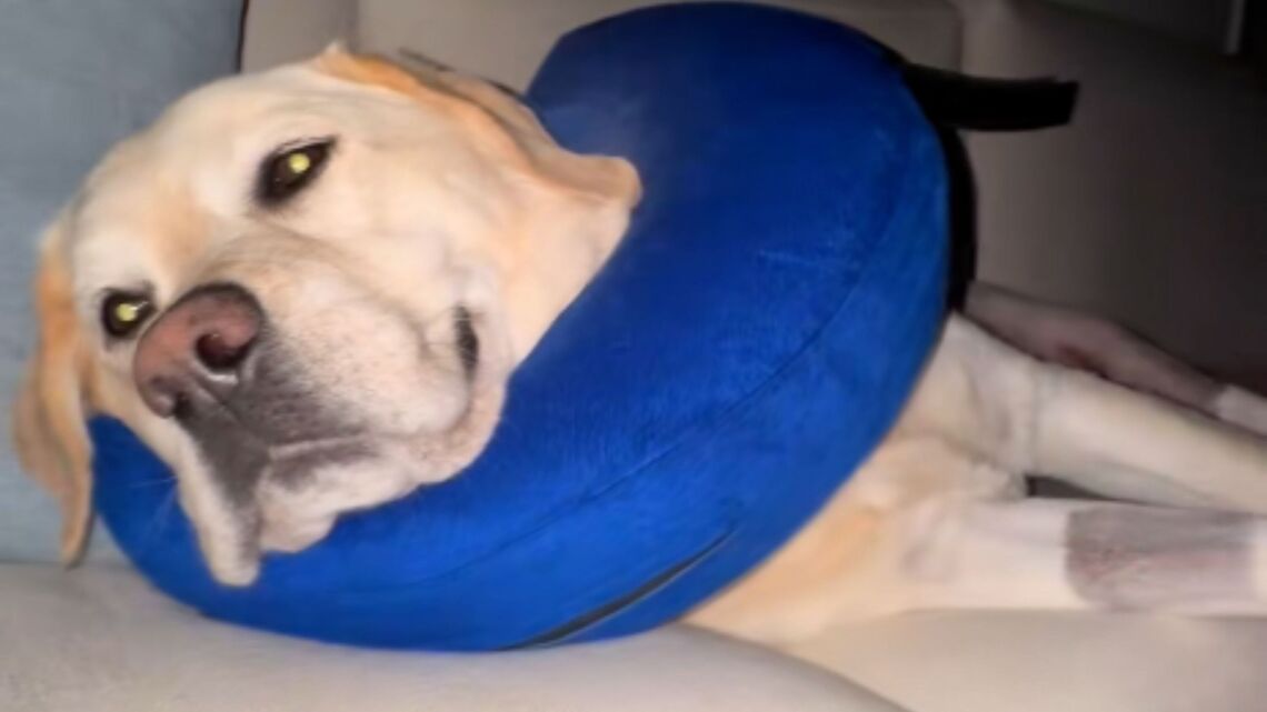 3 Things Vet Wants Owners To Know About Taking Care of a Dog Post-Surgery 