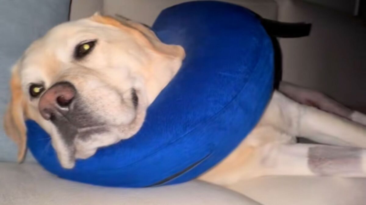 Screenshot from a June 10 TikTok video of an owner discovering her dog sleeping on the couch post-surgery while she was on the floor with her husband. 