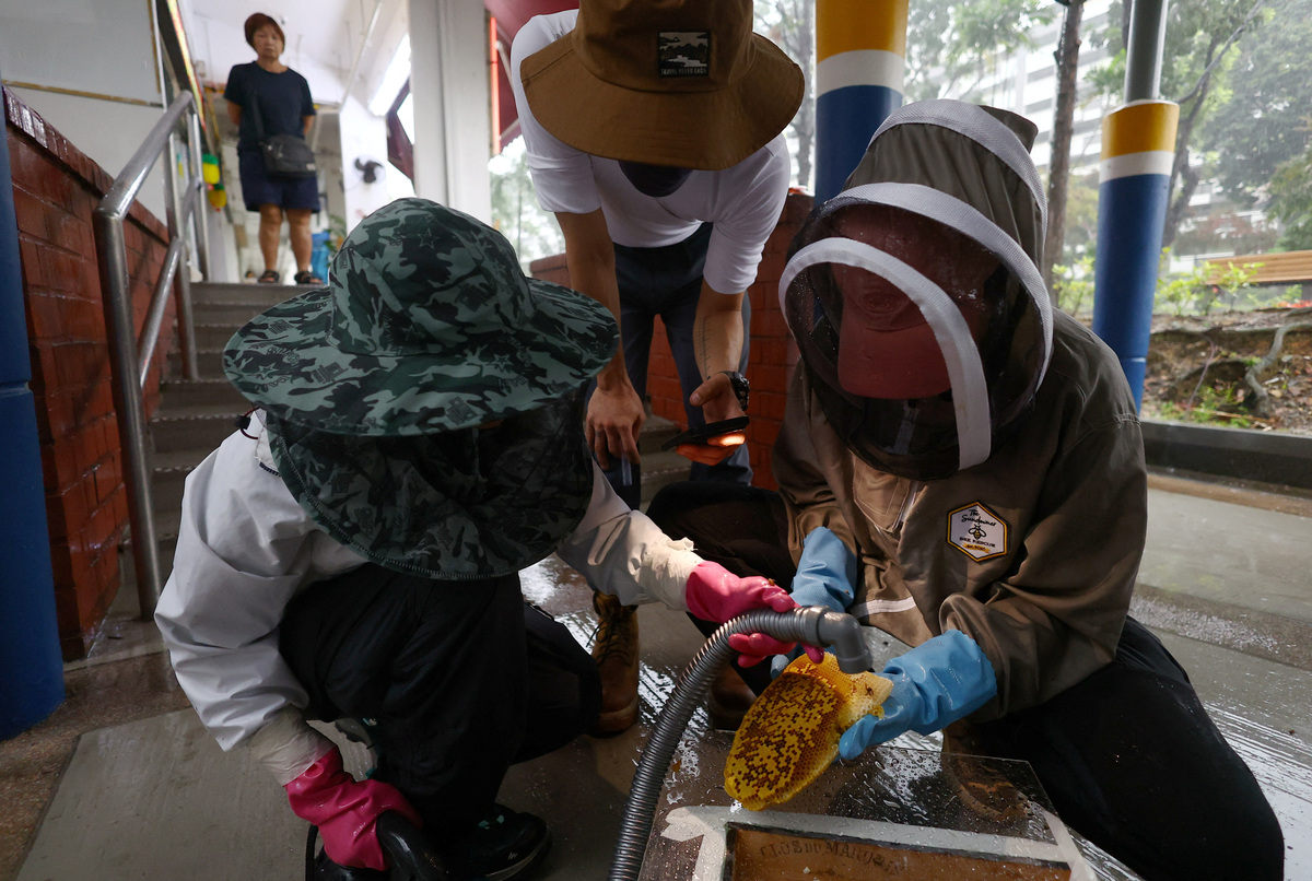 Bee rescuer Clarence Chua films as teammate Marie James and Jian Ping vacuum bees from a honeycomb before relocating them to an apiary in Singapore, May 15, 2026. REUTERS/Edgar Su