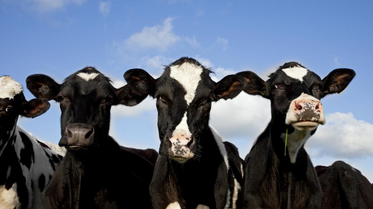 Holstein calves. (Dave Mcaleavy/Dreamstime/TNS)