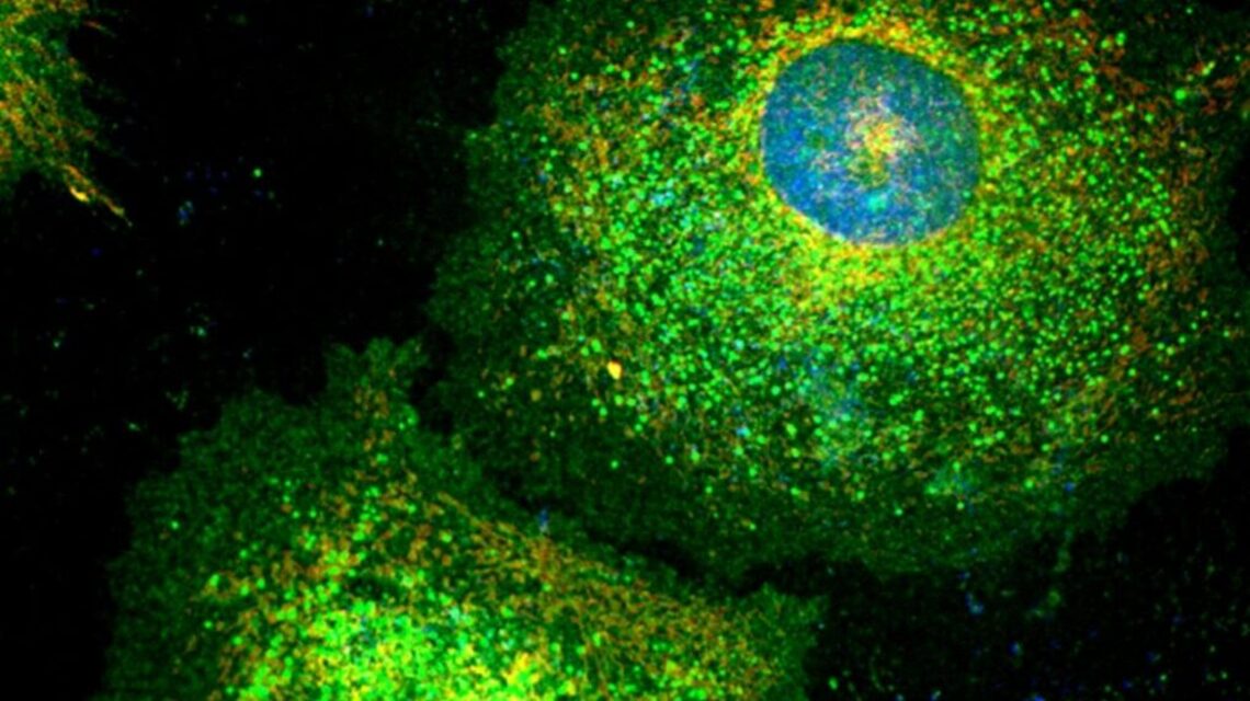 Scientists discover how tumors play dead to dodge chemotherapy