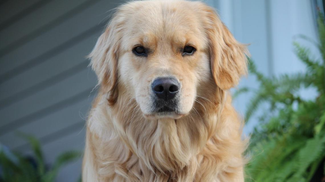 'Micromanager' Golden Retriever Is Cracking Everybody Up