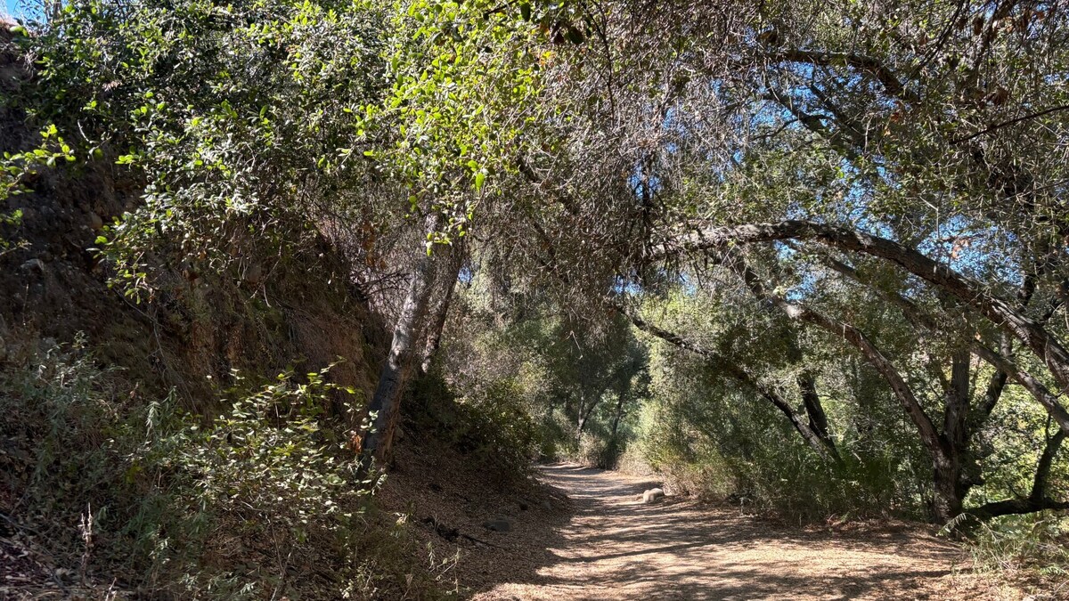 Most sections of the Santa Margarita River Trail South are shaded with oak trees. (Maura Fox / The San Diego Union-Tribune)