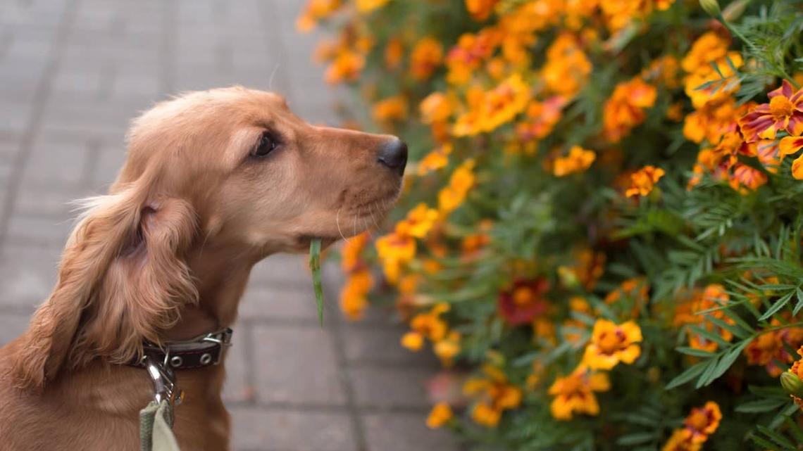 Portrait of a cute Dachshund hiding in the flowers. 