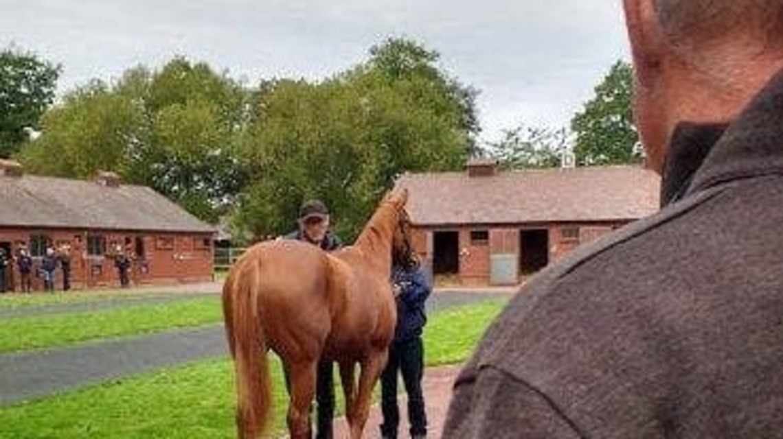 Machine Learning May Help Vets Make Sense Of Equine Lameness Sensor Data 