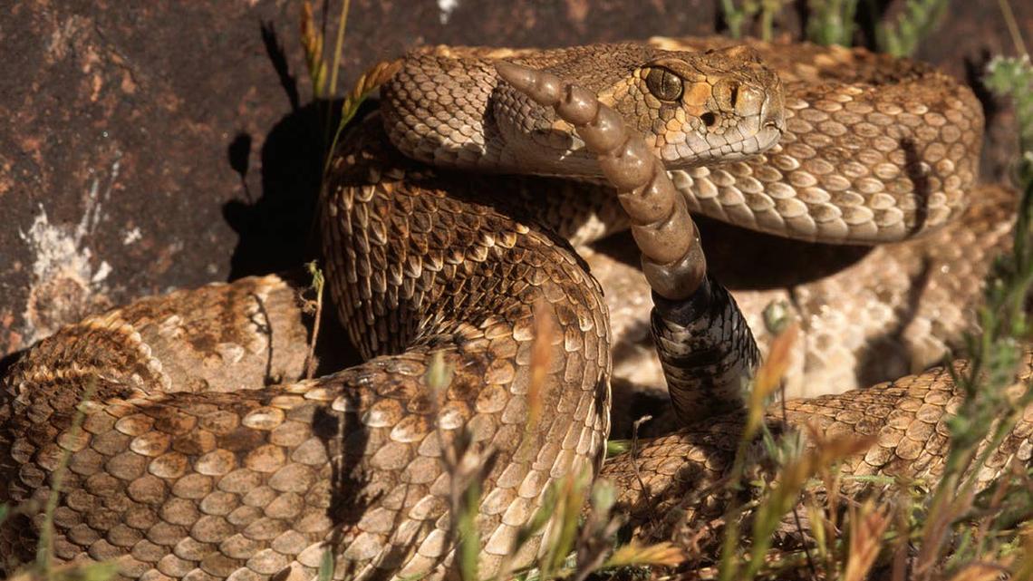 7 Rattlesnake Hotspots in Nevada Most People Don't Know About 