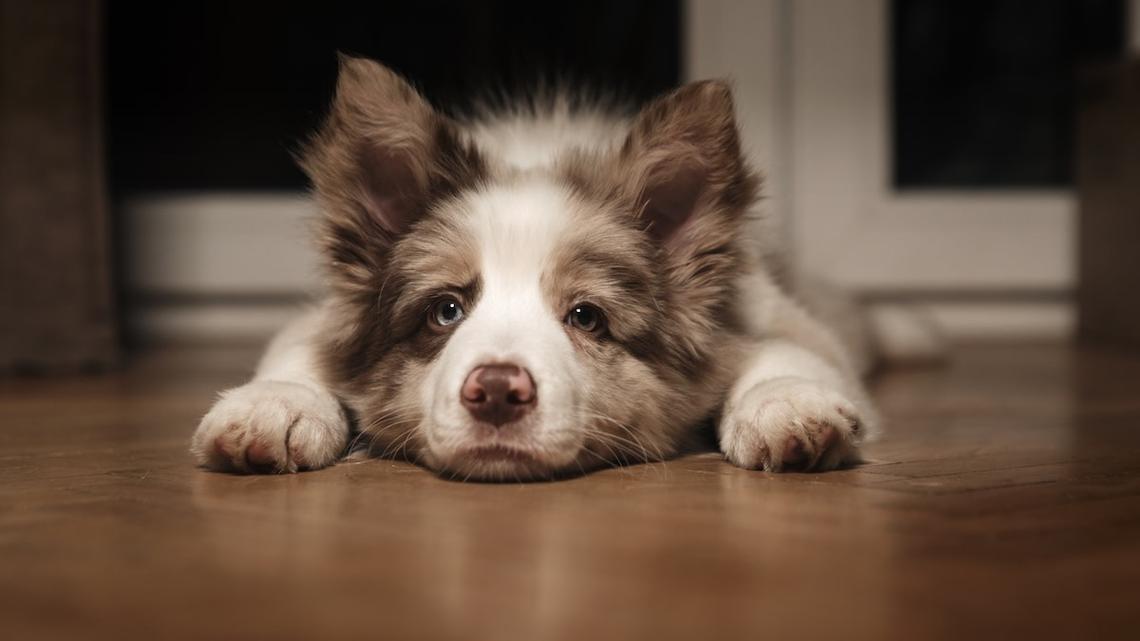 Border Collie Foster Puppy Sliding on His Belly for Pets Is Too Sweet 