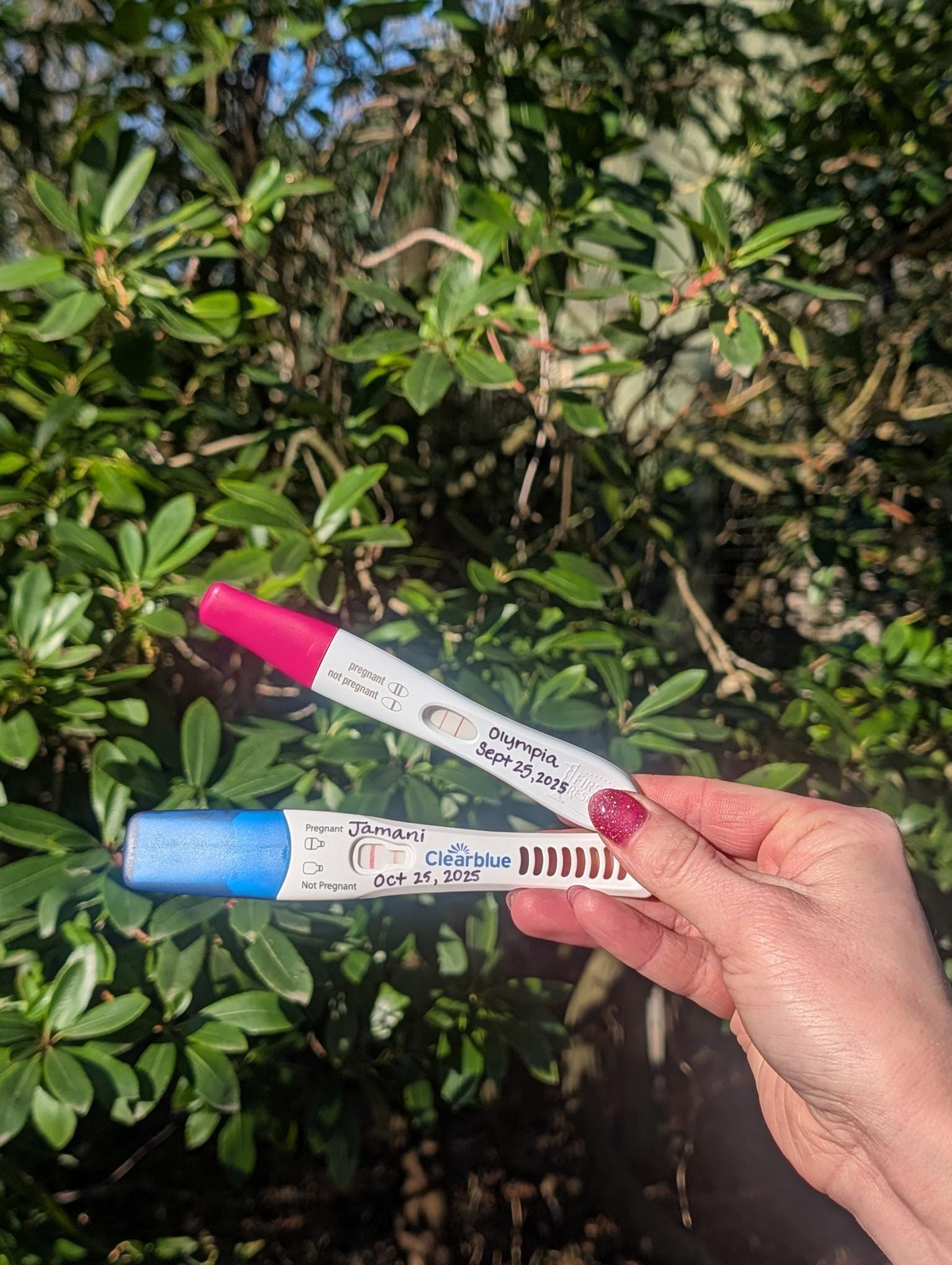 A photo taken by the Woodland Park Zoo in February 2026, shows the positive pregnancy tests of gorillas Olympia and Jamani