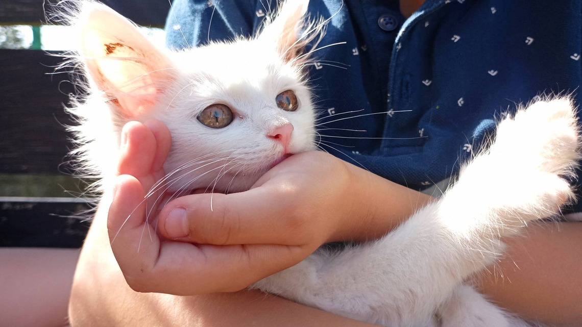 Little Boy Meets His New Kitten and Immediately Bursts Into Tears