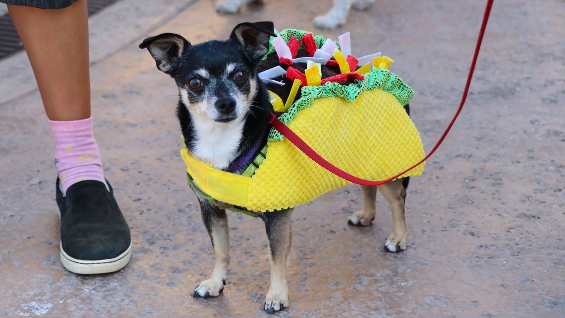 Aldi's $6 Halloween Find Wraps Your Pup in the Most Delicious Costume of the Season 