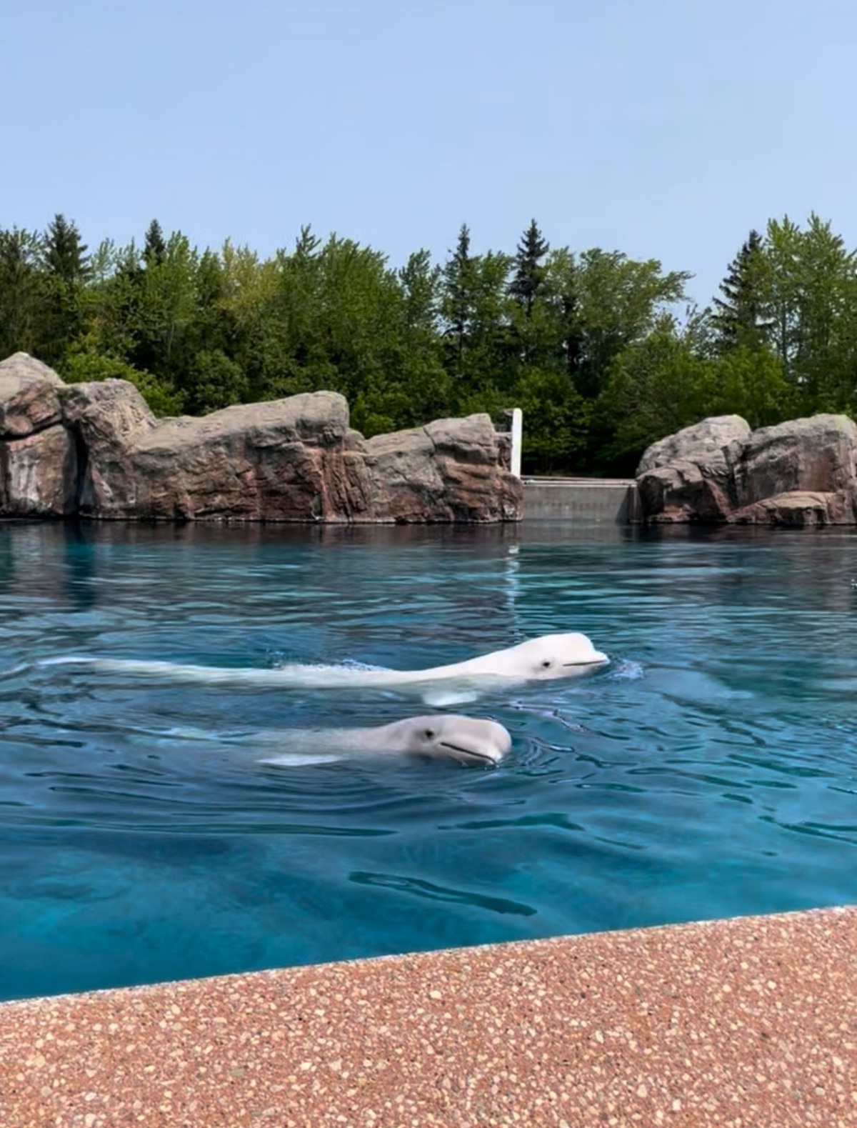 Two beluga whales seen swimming at Marineland in July 2024, before the park's closure to the public.