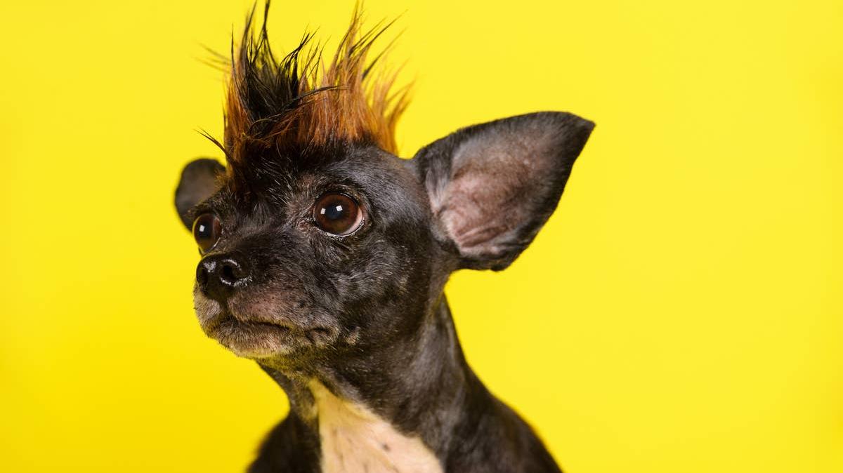 Portrait of a Chihuahua with spiked hair against a yellow background.