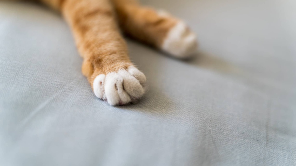 Rare ‘Frankenstein' Cat Looks Like She's Wearing a Halloween Tuxedo