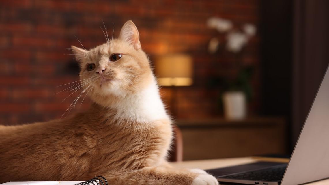 Orange Cat Asks Mom for Attention While She's Working From Home in the Sweetest Way 
