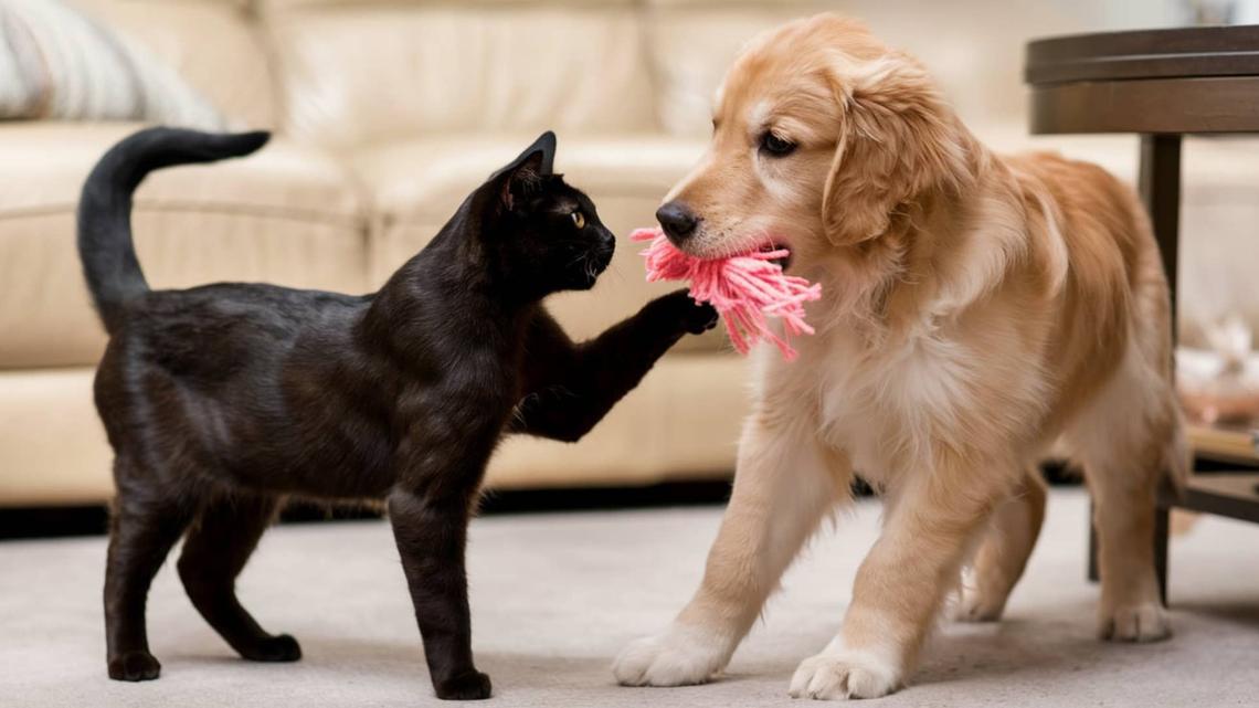 Sweet Black Cat Meets an Injured Dog, and Their Interaction Is Too Adorable 