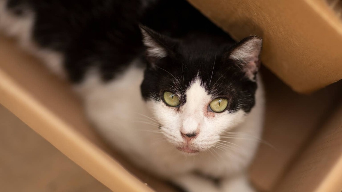 24-Year-Old Cat Lands in Shelter After Losing Only Family He's Ever Known, and He's Heartbroken 